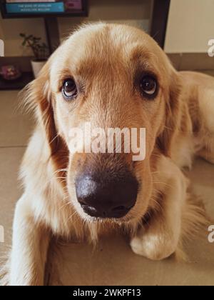 Carino piccolo Golden retriever Foto Stock