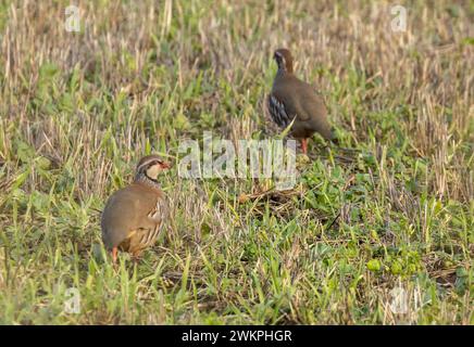 pernici dalle gambe rosse in un campo erboso Foto Stock