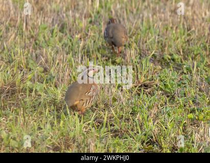 pernici dalle gambe rosse in un campo erboso Foto Stock