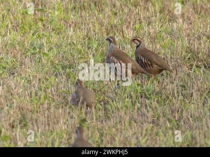 pernici dalle gambe rosse in un campo erboso Foto Stock