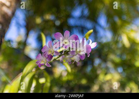 Splendidi fiori di orchidea che fioriscono nel giardino tropicale. Vivaci petali floreali con fogliame del parco tropicale sfocato. Palme piante botaniche esotiche natura Foto Stock