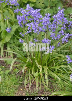 Campane spagnole naturali (Hyacinthoides hispanica) in fiore tra piante erbacee selvatiche, specie invasive, Berkshire, maggio Foto Stock
