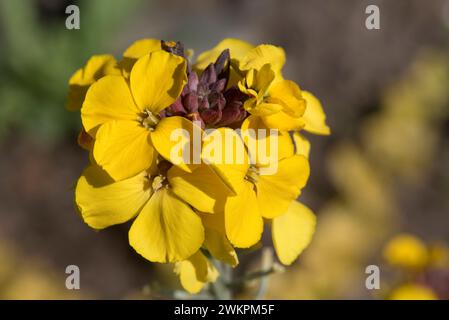 Erysimum cheiri 'Fragrant Star' un fiore di parati perenne con fiori gialli e foglie variegate con margini di crema gialli, Berkshire, giugno Foto Stock