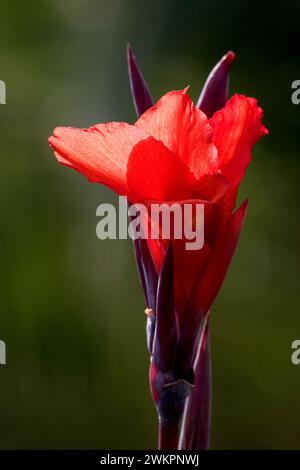 Indian shot (canna indica) Indisches Blumenrohr, la Palma, Isole Canarie, Spagna Foto Stock