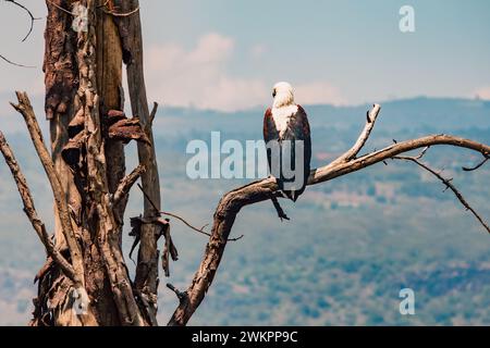 Aquila di pesce africana arroccata su un ramo d'albero nella natura selvaggia nel Parco Nazionale del Lago Nakuru in Kenya Foto Stock