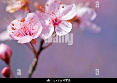 Primo piano di una fioritura bianca e rosa di un ciliegio giapponese (Prunus serrulata) Foto Stock