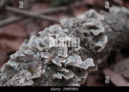 Funghi Turkeytail con motivi concentrici su un tronco invecchiato. Foto Stock