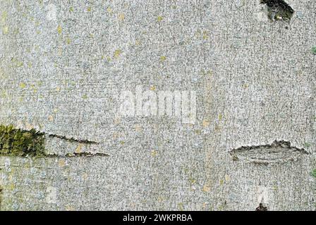 Corteccia di faggio comune (Fagus sylvatica) Foto Stock