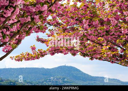 I ciliegi fioriscono sulle colline blu Foto Stock
