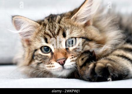 Gatto siberiano sul divano Foto Stock