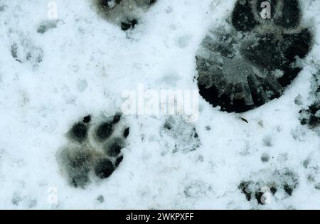 Impronte di un cane e un uomo nella neve Foto Stock