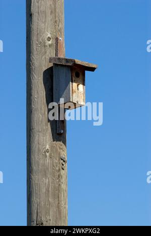 una semplice scatola di nidificazione in legno è appesa a un palo del telefono in legno, cielo blu Foto Stock