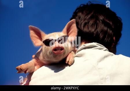 maialino con occhiali da sole Foto Stock