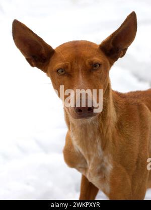 levriero delle canarie (podenco canario) sulla neve coperta Roque de los Muchachos, la Palma, Isole Canarie, Spagna Foto Stock