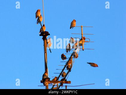 Invasione boema di cera sull'antenna (Bombycilla Garrulus) a Monaco, Baviera, Germania Foto Stock