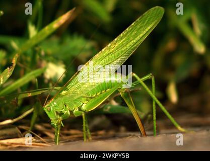 Il Great Green Bush Cricket (Tettigonia Viridissima) depone le uova nel terreno Foto Stock