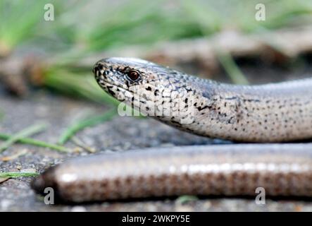 Slow Worm (Anguis fragilis) Foto Stock