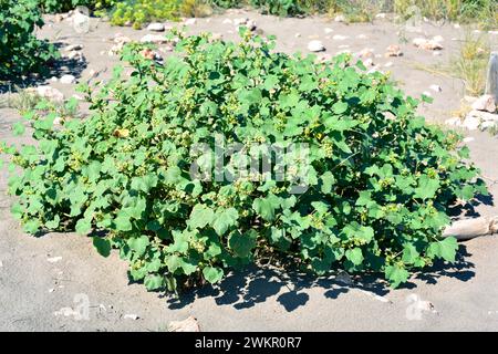 Rough cocklebur (Xanthium strumarium) è una pianta medicinale annuale originaria del Nord America e naturalizzata in Eurasia. Questa foto è stata scattata a Delta d Foto Stock