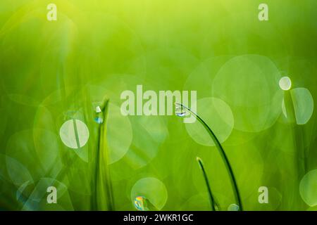 Foglie verdi lussureggianti di erba con bellissime gocce d'acqua trasparenti sul primo piano del prato. Fresca rugiada mattutina all'alba. Sfondo naturale da sogno in primavera Foto Stock