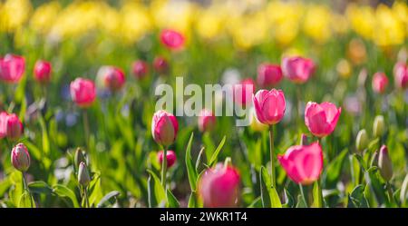 Primo piano primavera natura paesaggio. Tulipani rosa colorati che fioriscono sotto la luce del sole su sfondo offuscato estivo Foto Stock