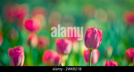 Primo piano primavera natura paesaggio. Tulipani rosa colorati che fioriscono sotto la luce del sole su sfondo offuscato estivo Foto Stock