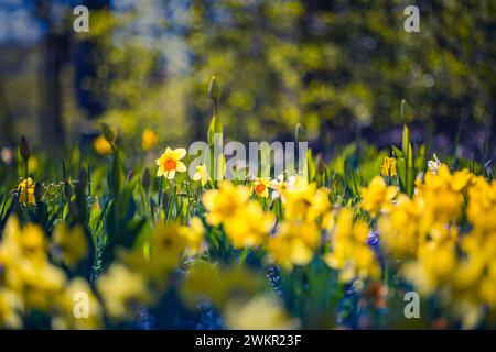 Bellissimi narcisi in fiore freschi, fiori primaverili assolati nella natura selvaggia. Narciso in primavera. Narciso come simbolo della primavera. Campo primaverile Foto Stock
