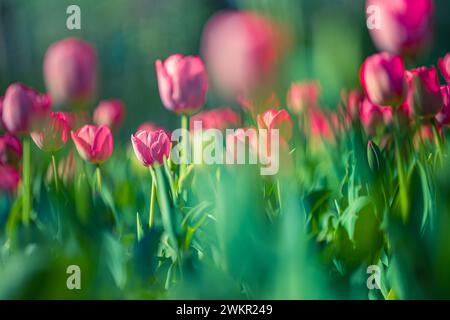 Primo piano primavera natura paesaggio. Tulipani rosa colorati che fioriscono sotto la luce del sole su sfondo offuscato estivo Foto Stock