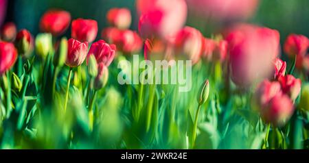 Splendidi tulipani colorati su un paesaggio naturale soleggiato in primavera. Panorama fiorito di tulipani per un amore primaverile nella natura, una romantica carta da sogno Foto Stock