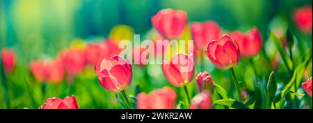 Splendidi tulipani colorati su un paesaggio naturale soleggiato in primavera. Panorama fiorito di tulipani per un amore primaverile nella natura, una romantica carta da sogno Foto Stock