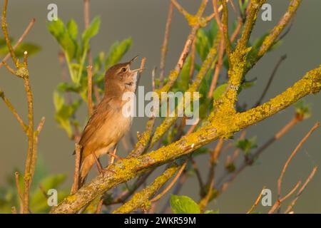 La parula di Bird Savi che canta su uno stelo di canne. Uccello cantico nell'habitat naturale. Locustella luscinioides Foto Stock