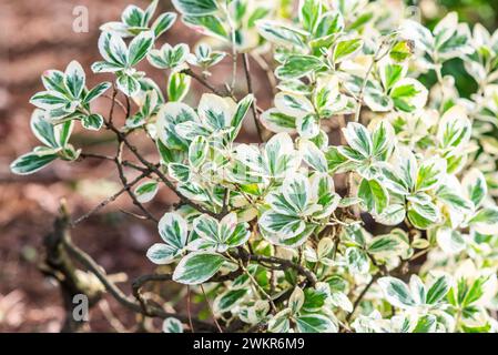Bellissime foglie di euonymus japonicus che crescono nel giardino. Foto Stock