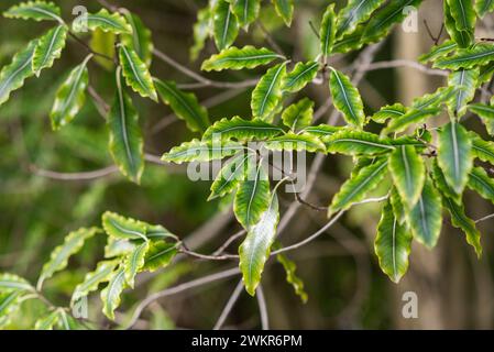 Una foto ravvicinata delle foglie di Pittosporum eugenioides che crescono in un giardino. Foto Stock