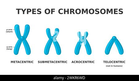 Tipi di cromosomi. Metacentrico, submetacentrico, telocentrico, acrocentrico. Classificazione cromosomica basata sulla posizione del centromero. Forma diversa Illustrazione Vettoriale