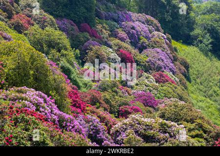 Il colle del rododendro nel parco di Burcina "felice Piacenza", provincia di biella, Piemonte, Italia Foto Stock