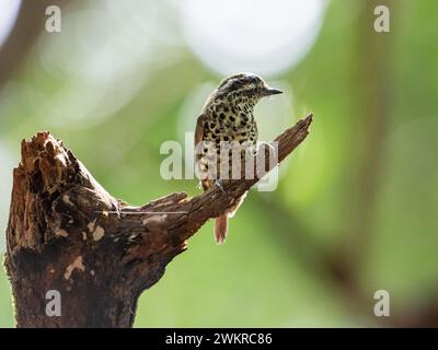 Un piculeto maculato (picumnus innominatus) arroccato sul ramo di un albero morto nella foresta del santuario faunistico di Bondla a Goa, in India. Foto Stock