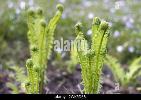 Felce giovane nel giardino primaverile Foto Stock