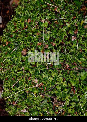 Primo piano dell'edera hibernica a crescita lenta e bassa. Foto Stock