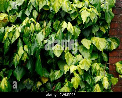 Primo piano delle foglie variegate gialle e verdi del giardino che arrampica la pianta hedera colchica cuore zolfo. Foto Stock