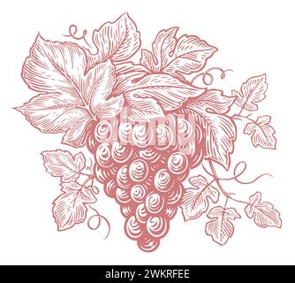 Grappolo di uva fresca. Vite disegnata a mano con foglie e frutti di bosco. Disegnare un'illustrazione vettoriale vintage Illustrazione Vettoriale