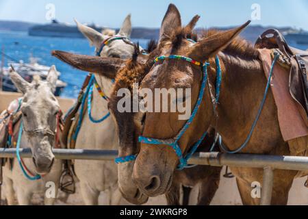 Un gruppo di muli con selle in piedi sulla riva dietro un palo di metallo. Santorini, Cicladi, Grecia Foto Stock