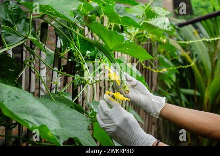 Uomo asiatico che si prende cura di Luffa acutangula o altro nome indonesiano per i giochi d'azzardo vegetali sulla recinzione del giardino Foto Stock