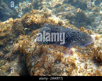 Molluschi marini seppie comuni europee (Sepia officinalis) nel mare Atlantico, Tenerife, Spagna Foto Stock