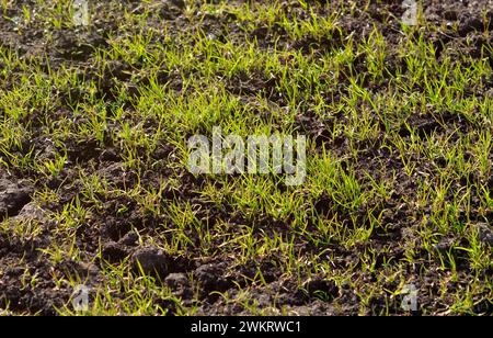 Fresh green grass at sunset Foto Stock