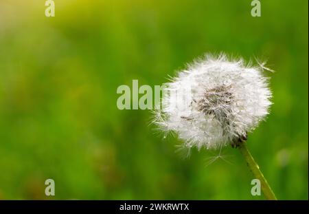 Asciugare il fiore di dente di leone con gocce d'acqua sullo sfondo dell'erba verde in primavera. Foto Stock
