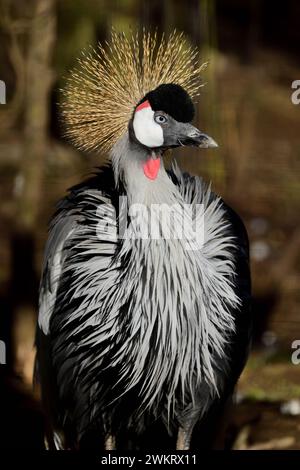 Una gru grigia dell'Africa orientale incoronata al Dartmoor Zoo Park, Devon. Foto Stock