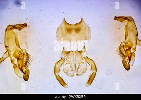 insetto sotto un microscopio, mostro raccapricciante del micromondo Foto Stock