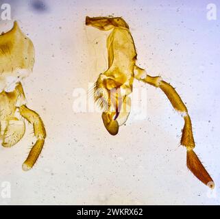 insetto sotto un microscopio, mostro raccapricciante del micromondo Foto Stock