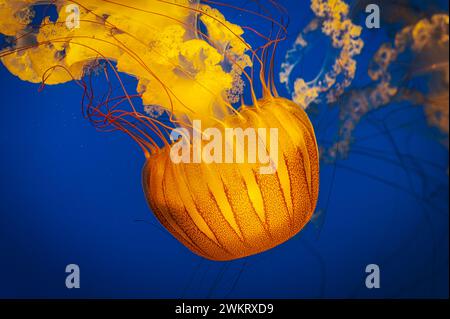 Le meduse di ortica del Pacifico con tentacoli dorati che galleggiano in acque blu Foto Stock