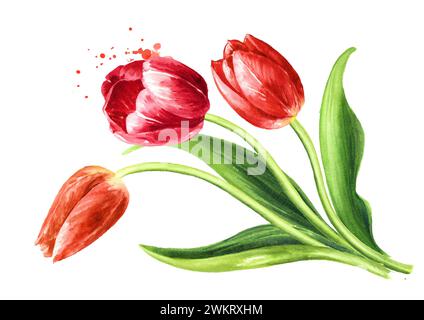 Tulipani rossi, illustrazione ad acquerello disegnata a mano, isolata su sfondo bianco Foto Stock