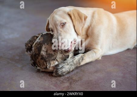 Giocoso cane labrador con palla adagiato sul pavimento della casa Foto Stock